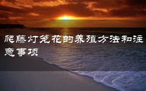 爬藤灯笼花的养殖方法和注意事项