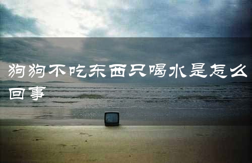 狗狗不吃东西只喝水是怎么回事