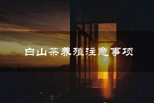 白山茶养殖注意事项