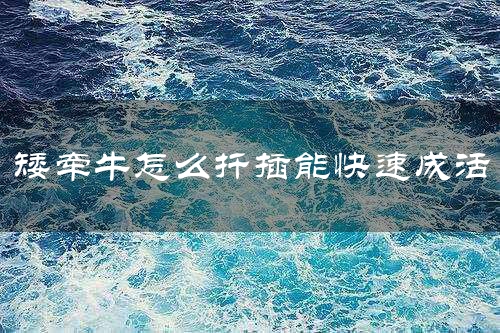 矮牵牛怎么扦插能快速成活