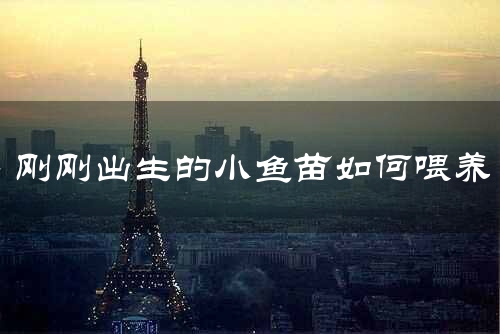 刚刚出生的小鱼苗如何喂养