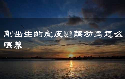 刚出生的虎皮鹦鹉幼鸟怎么喂养