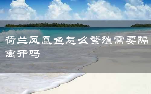 荷兰凤凰鱼怎么繁殖需要隔离开吗