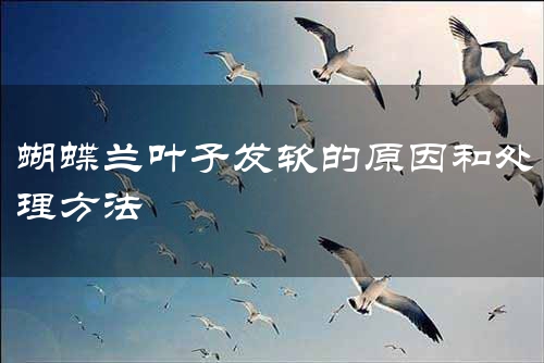 蝴蝶兰叶子发软的原因和处理方法
