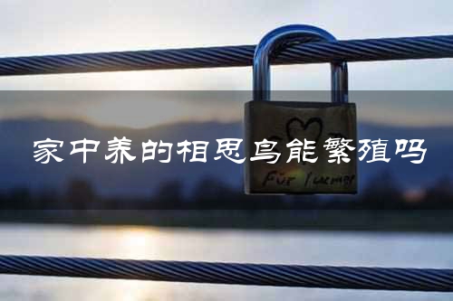 家中养的相思鸟能繁殖吗
