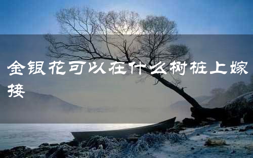 金银花可以在什么树桩上嫁接