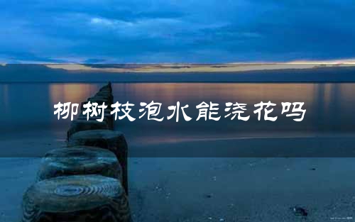 柳树枝泡水能浇花吗
