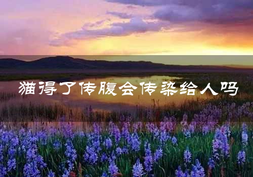 猫得了传腹会传染给人吗