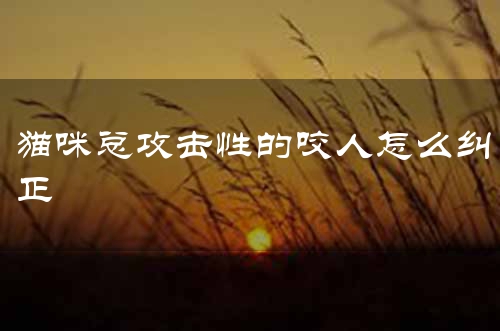 猫咪总攻击性的咬人怎么纠正