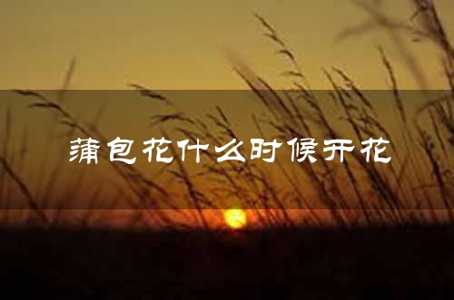 蒲包花什么时候开花