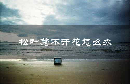 松叶菊不开花怎么办
