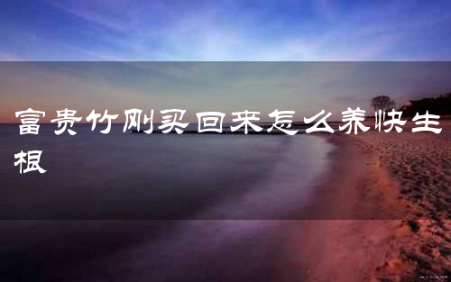 富贵竹刚买回来怎么养快生根