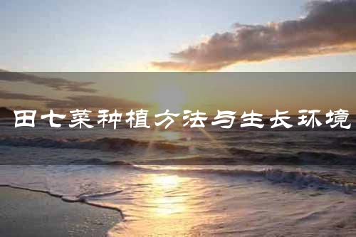 田七菜种植方法与生长环境