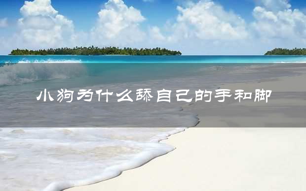 小狗为什么舔自己的手和脚