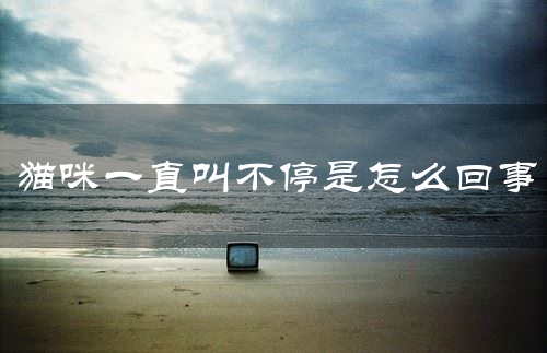 猫咪一直叫不停是怎么回事
