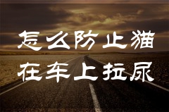 怎么防止猫在车上拉尿