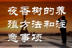 夜香树的养殖方法和注意事项