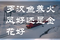 罗汉鱼养火凤好还是金花好