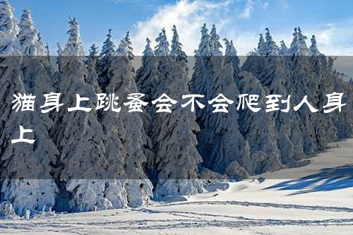 猫身上跳蚤会不会爬到人身上