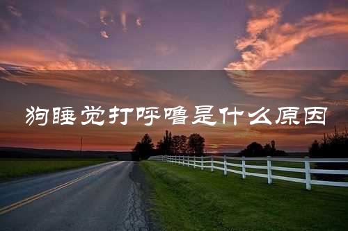 狗睡觉打呼噜是什么原因