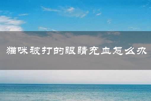 猫咪被打的眼睛充血怎么办