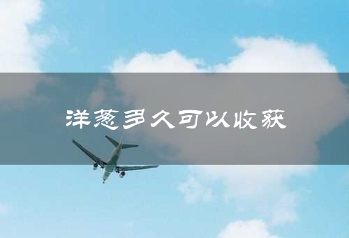 洋葱多久可以收获