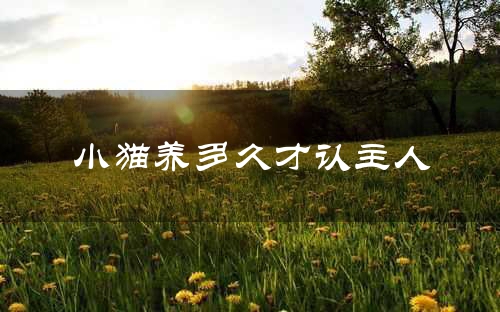 小猫养多久才认主人