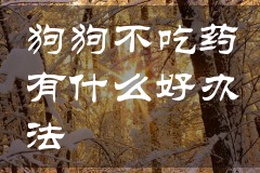 狗狗不吃药有什么好办法