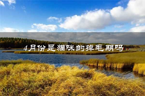 4月份是猫咪的掉毛期吗