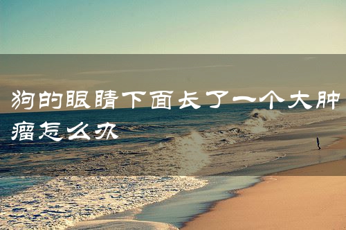 狗的眼睛下面长了一个大肿瘤怎么办