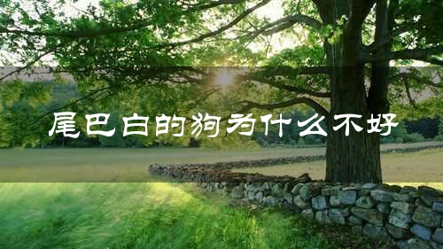 尾巴白的狗为什么不好