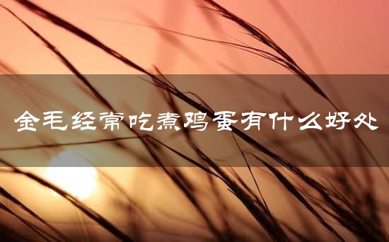 金毛经常吃煮鸡蛋有什么好处