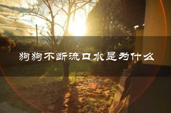 狗狗不断流口水是为什么