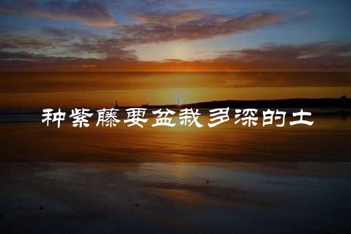 种紫藤要盆栽多深的土