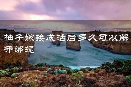 柚子嫁接成活后多久可以解开绑绳