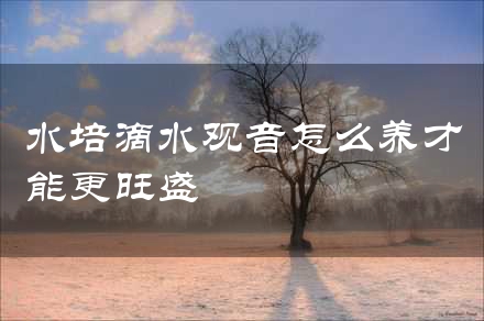 水培滴水观音怎么养才能更旺盛
