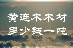 黄连木木材多少钱一吨