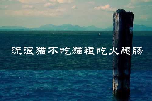 流浪猫不吃猫粮吃火腿肠