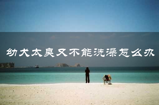 幼犬太臭又不能洗澡怎么办