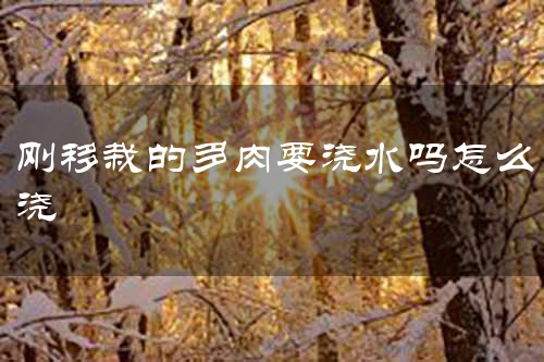 刚移栽的多肉要浇水吗怎么浇