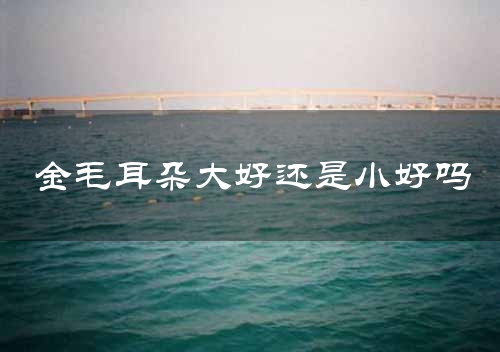 金毛耳朵大好还是小好吗