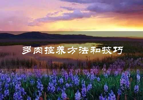 多肉控养方法和技巧