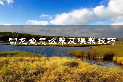 雷龙鱼怎么养及喂养技巧