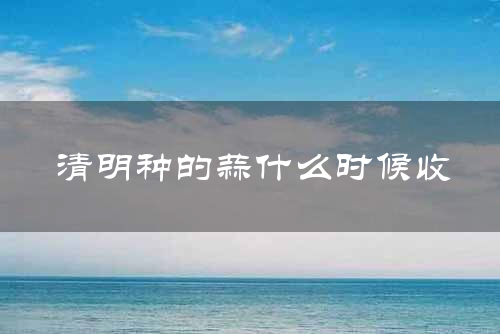 清明种的蒜什么时候收