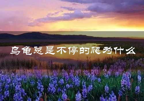 乌龟总是不停的爬为什么
