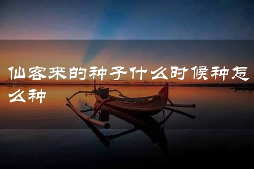 仙客来的种子什么时候种怎么种