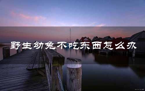 野生幼兔不吃东西怎么办