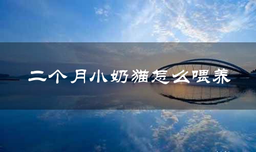 二个月小奶猫怎么喂养