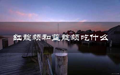 红靛颏和蓝靛颏吃什么