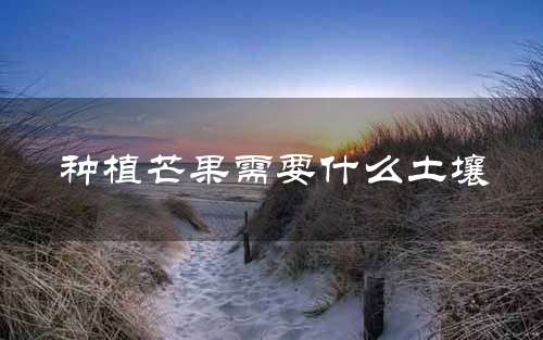 种植芒果需要什么土壤